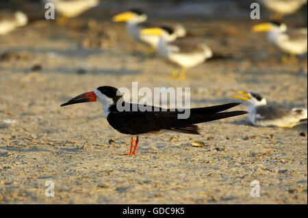 Skimmer Rynchops niger, noir, et à l'arrière Large-Billed Guifette, phaetusa simplex, Los Lianos au Venezuela Banque D'Images