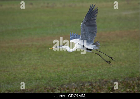 White-Necked cocoi Héron, Ardea, adulte en vol, Los Lianos au Venezuela Banque D'Images