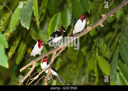 Red-Capped paroaria gularis, Cardinal, adultes sur Branch, Los Lianos au Venezuela Banque D'Images