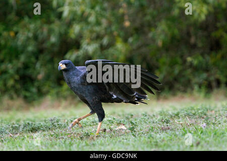 Grand buteogallus urubitinga BLACK HAWK, PRISE D'ADULTES, LOS LIANOS AU VENEZUELA Banque D'Images