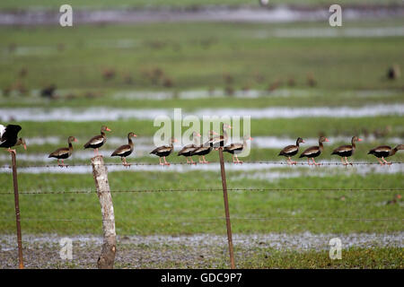 Red-Billed dendrocygna automnalis sifflement, canard, Los Lianos au Venezuela Banque D'Images