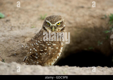 Chevêche des terriers, Athene cunicularia, adulte à l'entrée des terriers, Los Lianos au Venezuela Banque D'Images