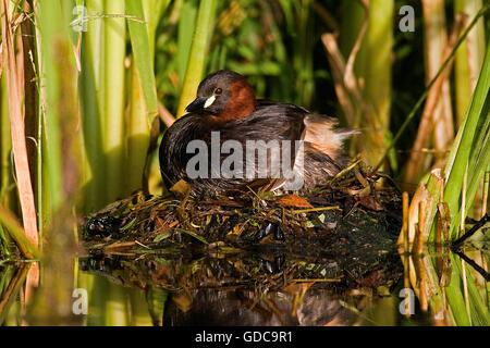 Grèbe castagneux tachybaptus ruficollis, adulte, sur son nid, Pond en Normandie Banque D'Images