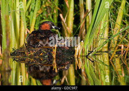 Grèbe castagneux tachybaptus ruficollis, adulte, sur son nid, Pond en Normandie Banque D'Images