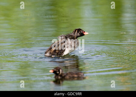 Grèbe castagneux tachybaptus ruficollis, poussins, sur l'étang, Normandie Banque D'Images
