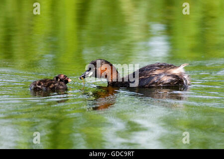 Grèbe castagneux tachybaptus ruficollis, adultes, avec Chick, étang en Normandie Banque D'Images