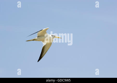 Large-Billed, phaetusa simplex Sterne, adulte en vol, Los Lianos au Venezuela Banque D'Images