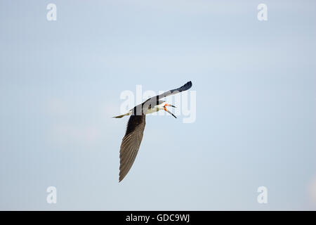 BLACK SKIMMER Rynchops niger, DES PROFILS EN VOL, LOS LIANOS AU VENEZUELA Banque D'Images