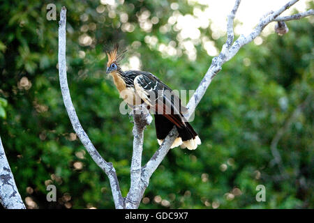 , Hoatzin opisthocomus opithocamus, Los Lianos au Venezuela Banque D'Images