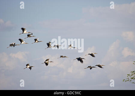 Stork Mycteria americana, bois, Groupe en vol, Los Lianos au Venezuela Banque D'Images