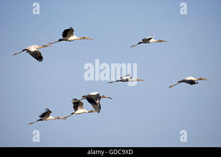 Stork Mycteria americana, bois, Groupe en vol, Los Lianos au Venezuela Banque D'Images