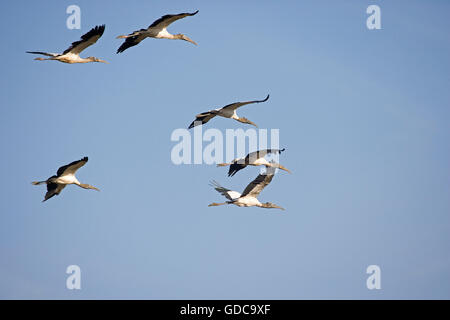 Stork Mycteria americana, bois, Groupe en vol, Los Lianos au Venezuela Banque D'Images