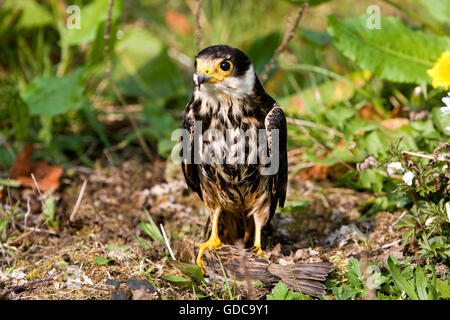 Eurasian Hobby, Falco subbuteo, des profils avec House sparrow dans ses griffes, Normandie Banque D'Images