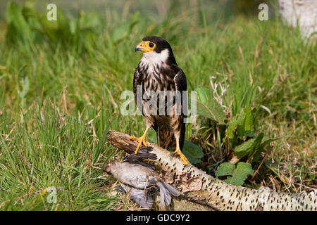 Eurasian Hobby, Falco subbuteo, des profils avec House sparrow dans ses griffes, Normandie Banque D'Images