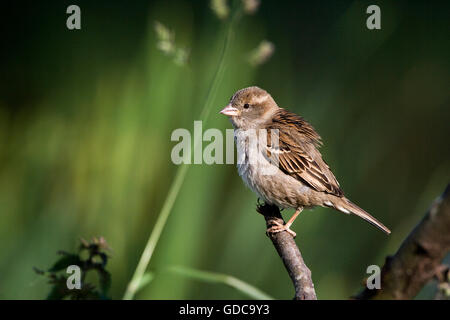 Moineau domestique Passer domesticus, sur Branch, Normandie Banque D'Images