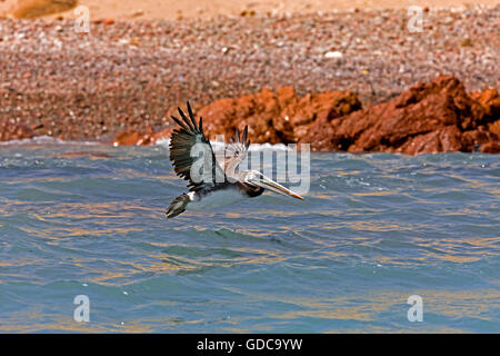 Pelican pelecanus thagus péruvienne, adultes, en vol, îles Ballestas dans le Parc National de Paracas, Pérou Banque D'Images