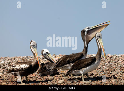 Pelican pelecanus thagus péruvienne, à l'île de Ballestas, Réserve de Paracas au Pérou Banque D'Images