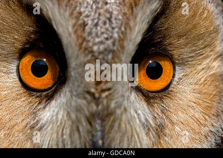 Œil D'UN LONG-eared Owl Asio otus Banque D'Images