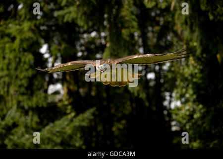 Red-Tailed Hawk Buteo jamaicensis, adulte en vol Banque D'Images