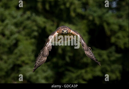 La buse à queue rousse Buteo jamaicensis, ADULTE EN VOL Banque D'Images
