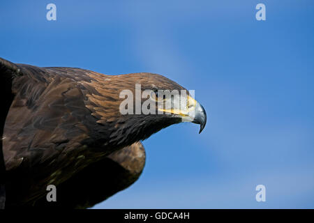 Aigle royal Aquila chrysaetos, PORTRAIT D'ADULTE Banque D'Images