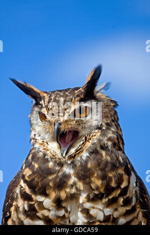 Cape blanche d'Amérique, Bubo capensis, appelant Adultes Banque D'Images