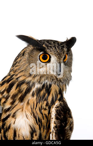 Eagle européennes d'Amérique, Bubo bubo, adulte Banque D'Images