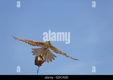 Faucon sacre Falco cherrug, adultes, en vol, la capture de Falconer Banque D'Images