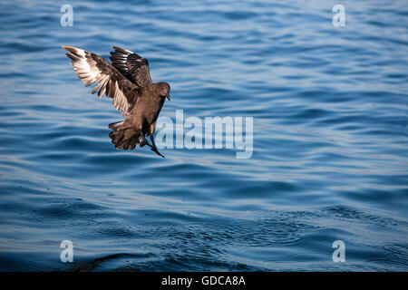 Catharacta Skua Antarctique, l'Antarctique, des profils en vol, False Bay en Afrique du Sud Banque D'Images