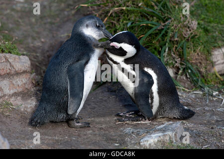 Jackass Penguin ou Manchot Spheniscus demersus, avec de jeunes adultes, le toilettage, Betty's Bay en Afrique du Sud Banque D'Images