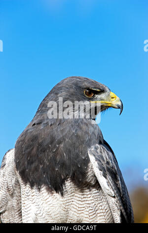 La buse noire-aigle geranoaetus melanoleucus, adulte Banque D'Images