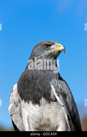 Black-Chested Buzzard-Eagle, geranoaetus melanoleucus, adulte Banque D'Images