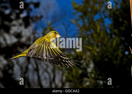 Verdier d'Europe Carduelis chloris, ADULTE EN VOL, LA NORMANDIE EN FRANCE Banque D'Images