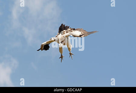 Himalayan Griffon Vulture gyps himalayensis, adultes, en vol Banque D'Images