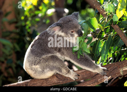 Koala Phascolarctos cinereus, adultes, dans l'arbre, de l'Australie Banque D'Images