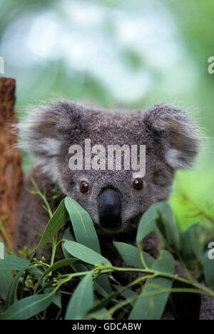 KOALA Phascolarctos cinereus, Portrait des jeunes, de l'Australie Banque D'Images