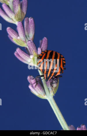 Dépouillé, Bug Shield graphosoma lineatum, des profils sur fleur Banque D'Images