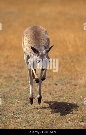 Kangourou rouge, Macropus rufus, Adulte sautant Banque D'Images