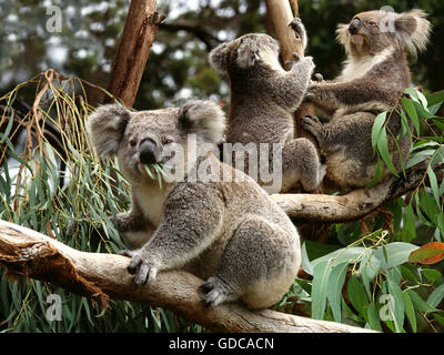 Koala Phascolarctos cinereus, groupe assis sur la branche, de l'Australie Banque D'Images