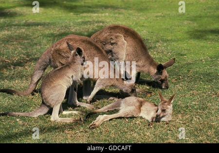 Kangourou gris, macropus giganteus, les femelles avec des jeunes, de l'Australie Banque D'Images