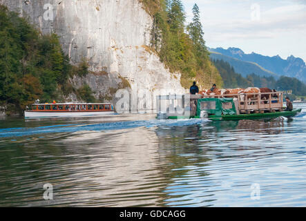 Bavière Haute-bavière,Allemagne,sur,tradition,région de Berchtesgaden Königsee,,Königssee Königssee,,tradition,cattl Banque D'Images