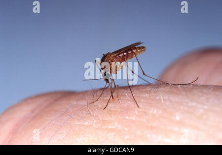 Moustique, Culex quinquefasciatus, mordant la peau, Floride Adultes Banque D'Images