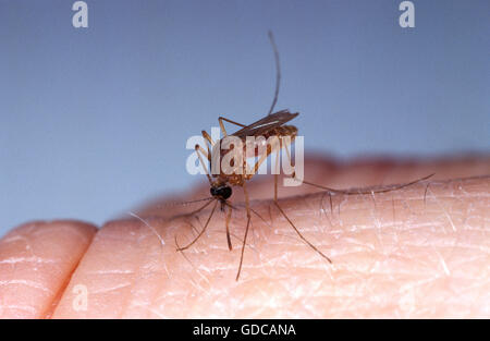 Moustique, Culex quinquefasciatus, mordant la peau, Floride Adultes Banque D'Images