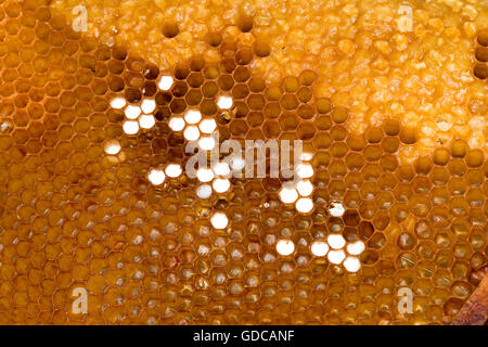 Abeille, Apis mellifera, travailleur à la recherche après larves sur Brood Comb, Ruche en Normandie Banque D'Images