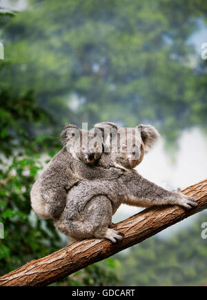 Koala Phascolarctos cinereus, mère, avec les jeunes sur la branche Banque D'Images