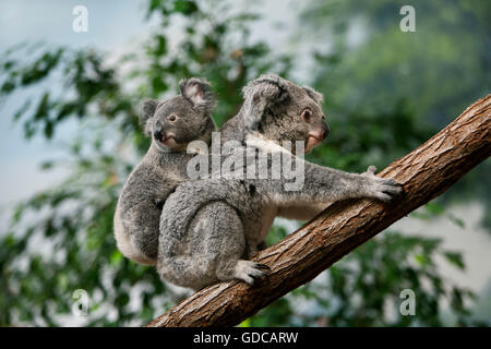 Koala Phascolarctos cinereus, Femme transportant Yound sur son dos Banque D'Images