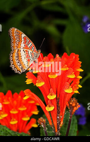 Papillon de chrysopes, cethosia biblis, des profils sur fleur Banque D'Images