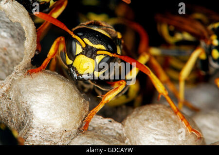 La Guêpe commune vespula vulgaris, adulte sur son nid, Normandie Banque D'Images