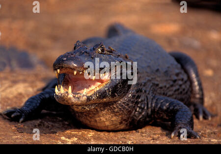 CAIMAN caiman latirostris nez large, DES PROFILS AVEC LA BOUCHE OUVERTE, PANTANAL AU BRÉSIL Banque D'Images