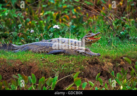 CAIMAN caiman latirostris nez large, PANTANAL AU BRÉSIL Banque D'Images